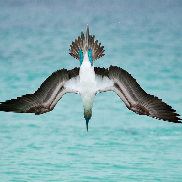 Meet your Posher, Joe - Picture 1 of 1